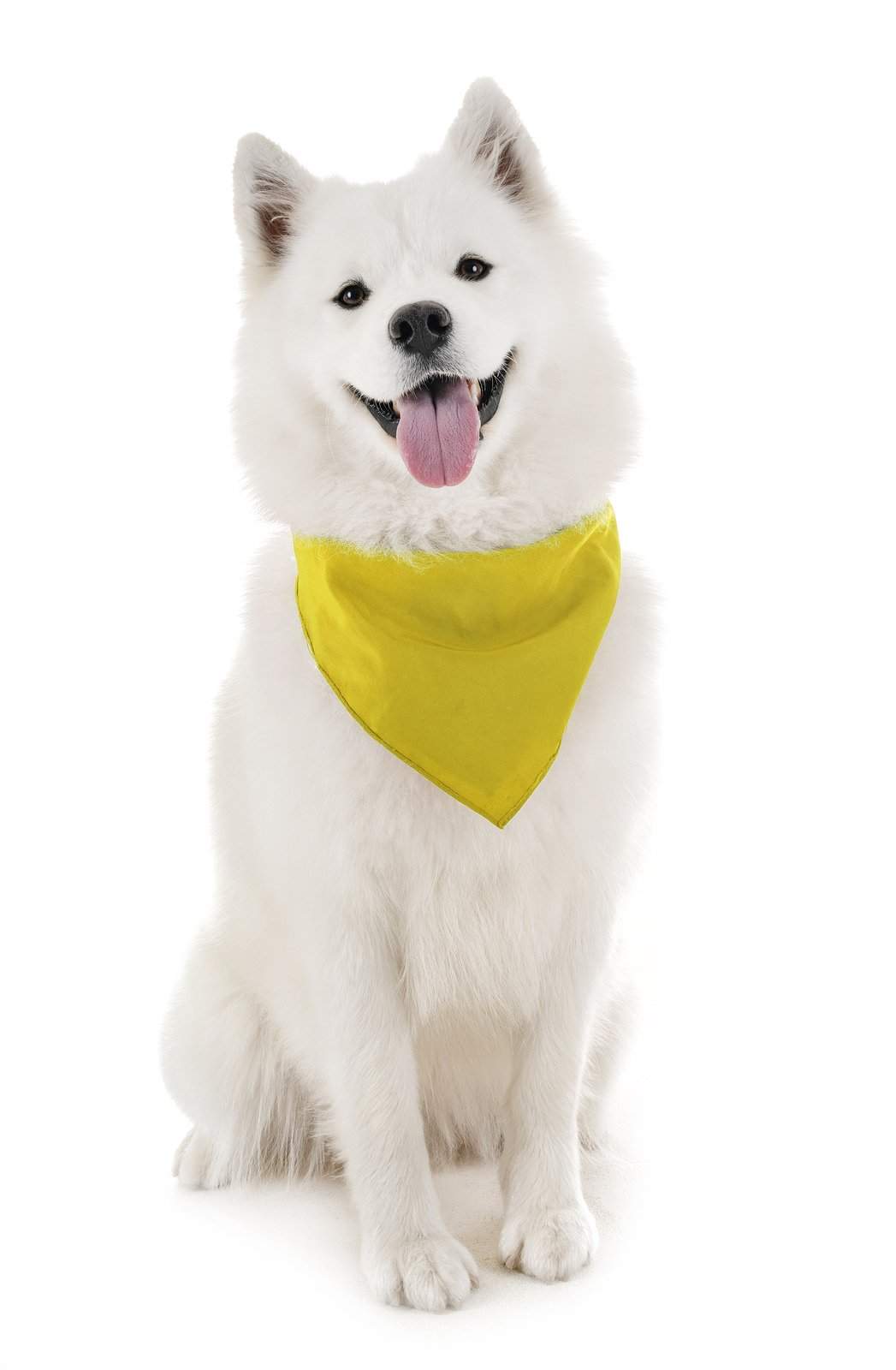 Mechaly Dog Plain Bandanas - 2 Pack - Scarf Triangle Bibs for Small, Medium and Large Puppies, Dogs and Cats