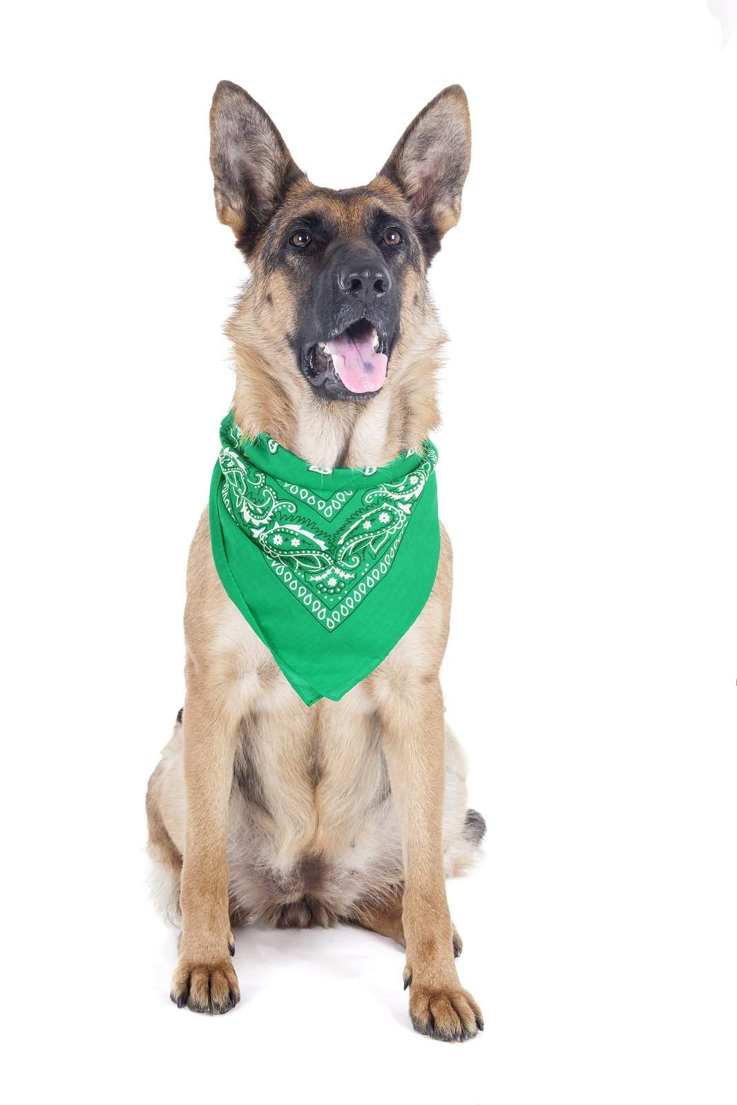 8 Pack Paisley Polyester Pets Dogs Bandana Triangle Shape  - Oversized