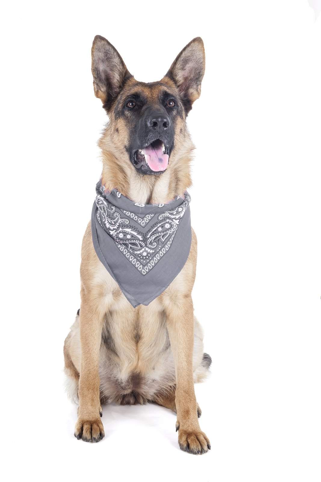 8 Pack Paisley Polyester Pets Dogs Bandana Triangle Shape  - Oversized
