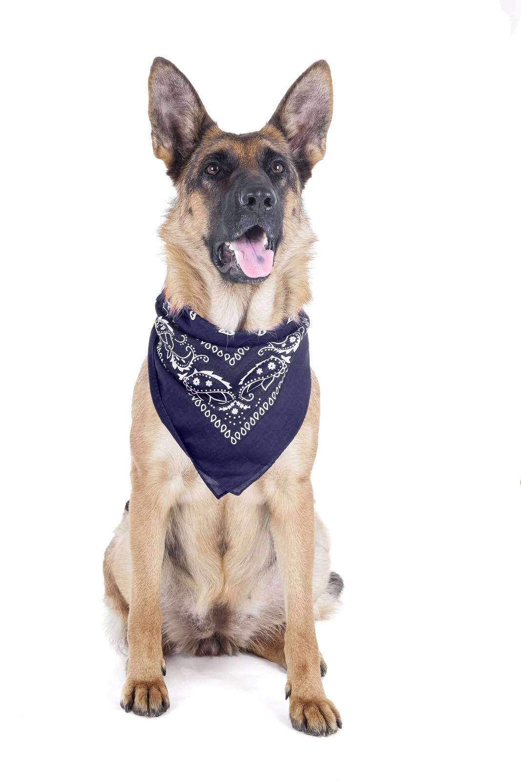 8 Pack Paisley Polyester Pets Dogs Bandana Triangle Shape  - Oversized