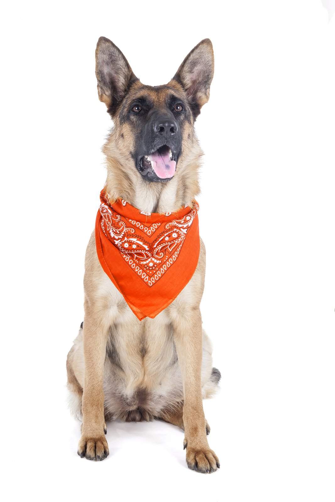 8 Pack Paisley Polyester Pets Dogs Bandana Triangle Shape  - Oversized