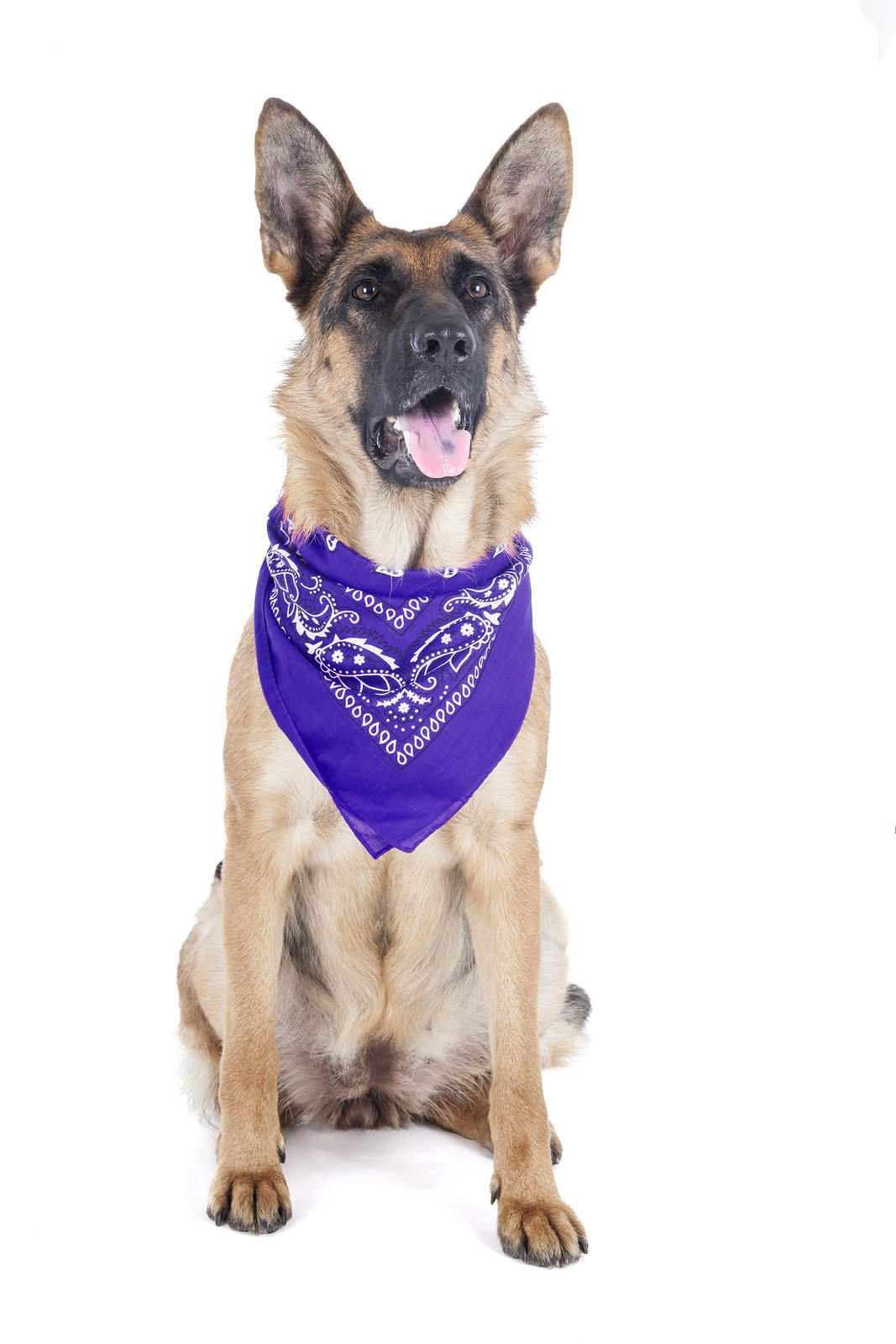 8 Pack Paisley Polyester Pets Dogs Bandana Triangle Shape  - Oversized